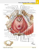Frank H. Netter, MD - Atlas of Human Anatomy (6th ed ) 2014, page 382